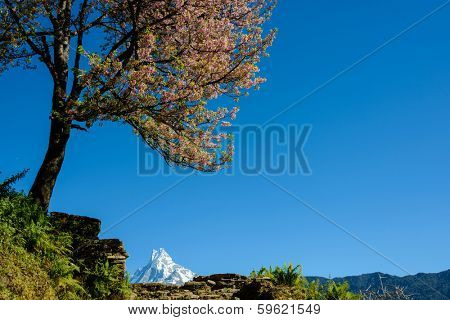 Pink blossoming tree and the Machapuchre, Nepal