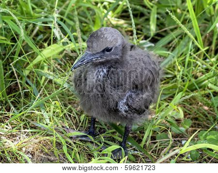 Chick Of Brown Noddy