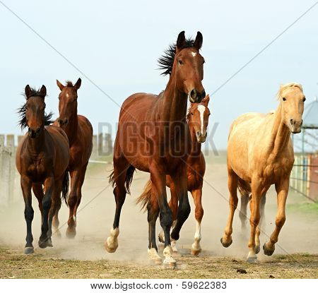 Horse