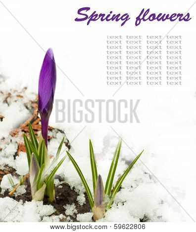 Spring flowers, snowdrops against a fresh grass