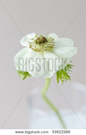 anemone flower