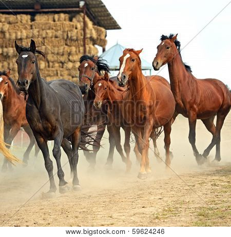 Horse
