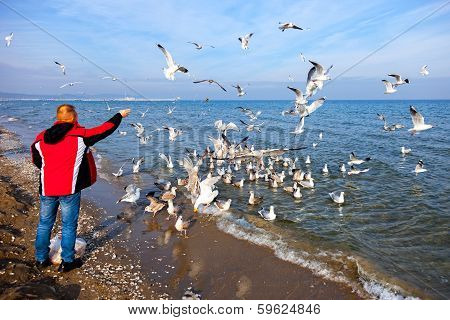 Feeding Seagulls