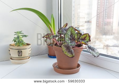 Potted Flowers On The Windowsill