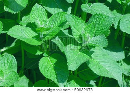 Closeup of fresh peppermint leaves
