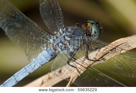 dragonfly