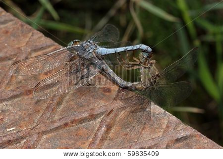 Dragonfly