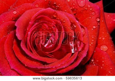 RED ROSE