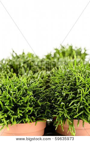 Rhipsalis potted house plant on white background