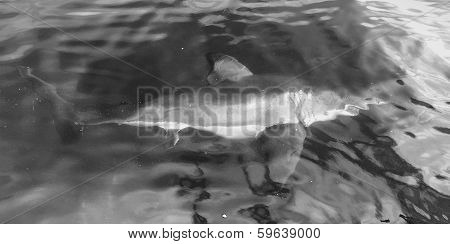 White Shark (carcharodon Carcharias) In The Water