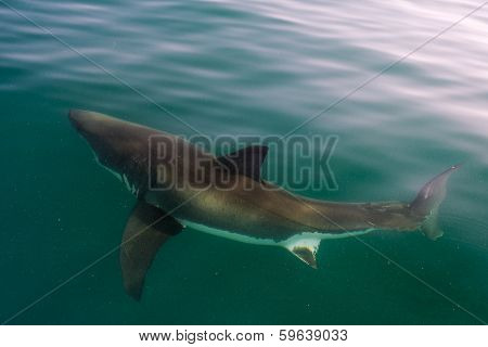 White Shark (carcharodon Carcharias)