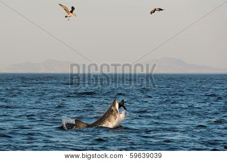 Great White Shark (carcharodon Carcharias) Attack