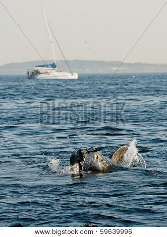 Great White Shark (carcharodon Carcharias) Attack