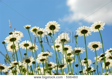 Daises กับฟ้า