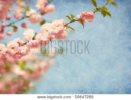 branches with beautiful pink flowers against the blue sky. Amygdalus triloba. Added paper texture. Shallow DOF.