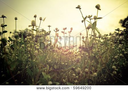 Sunset On Field