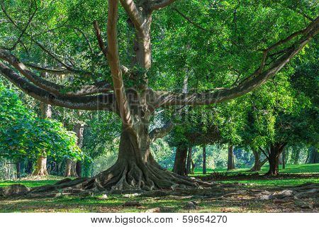 Big ficus tree in King's Garden. Kandy, Sri Lanka
