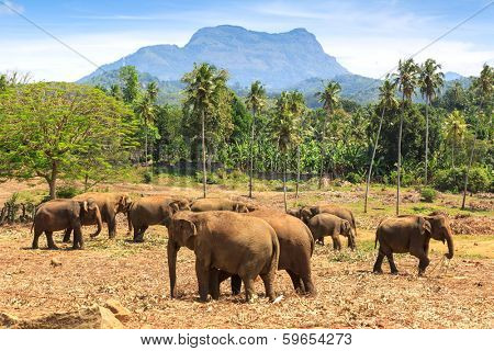 Elephants in park Pinawella. Sri Lanka