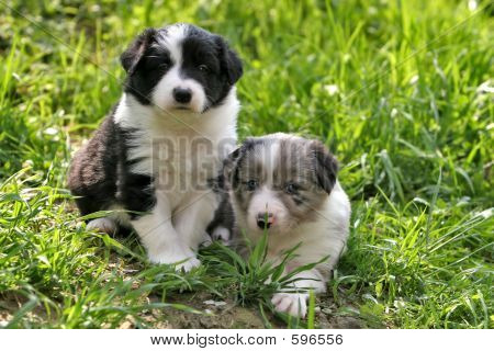 两个年轻的边境牧羊犬