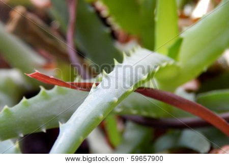 Green aloe vera plant closeup