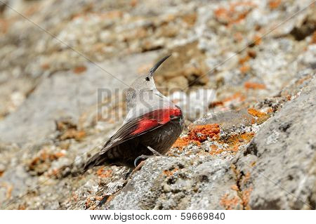 The Wallcreeper (Tichodroma muraria) in natural habitat