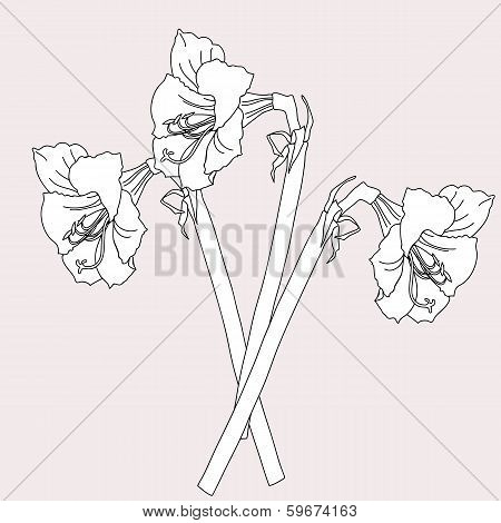 Amaryllis.sketch Black And White