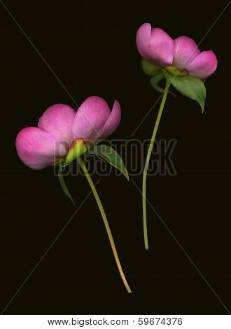 Peony.