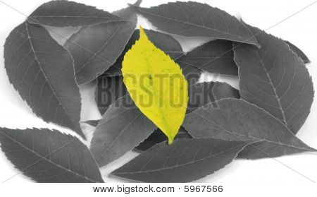 เอกลักษณ์ - ใบไม้สีเหลืองระหว่างดำหลาย & ขาวใบไม้