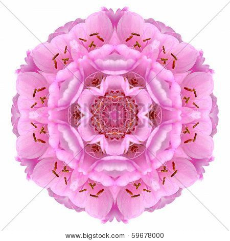 Kaleidoscopic Ball Dombeya Flower Mandala  Isolated on White