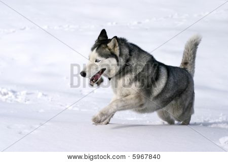 Husky Siberiano