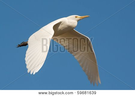 Cattle Egret In Flight