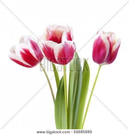 bouquet of tulips on white background, isoated