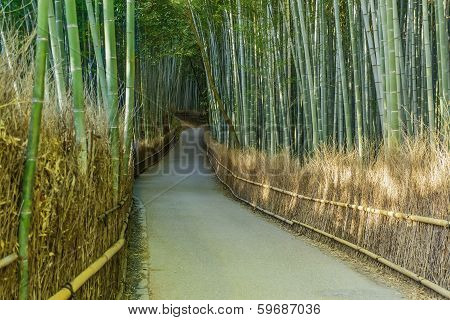 Chikurin-no-michi (bamboo Grove) At Arashiyama In Kyoto