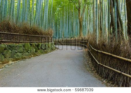 Chikurin-no-michi (bamboo Grove) At Arashiyama In Kyoto