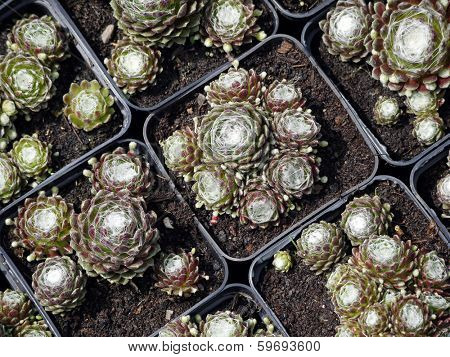 Potted sengreen seedlings shot from above