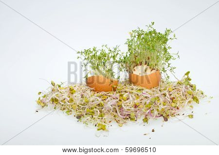 Fresh Alfalfa Sprouts and Spring Easter Egg