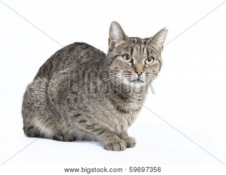 Isolated Striped Cat