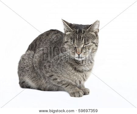 Cat With Eyes Closed