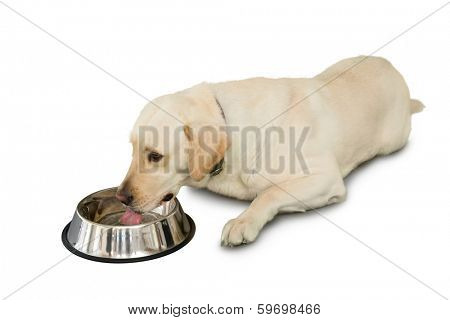 Cute labrador dog lying beside water bowl on white background
