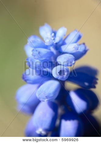 Colpo blu Muskari Macro