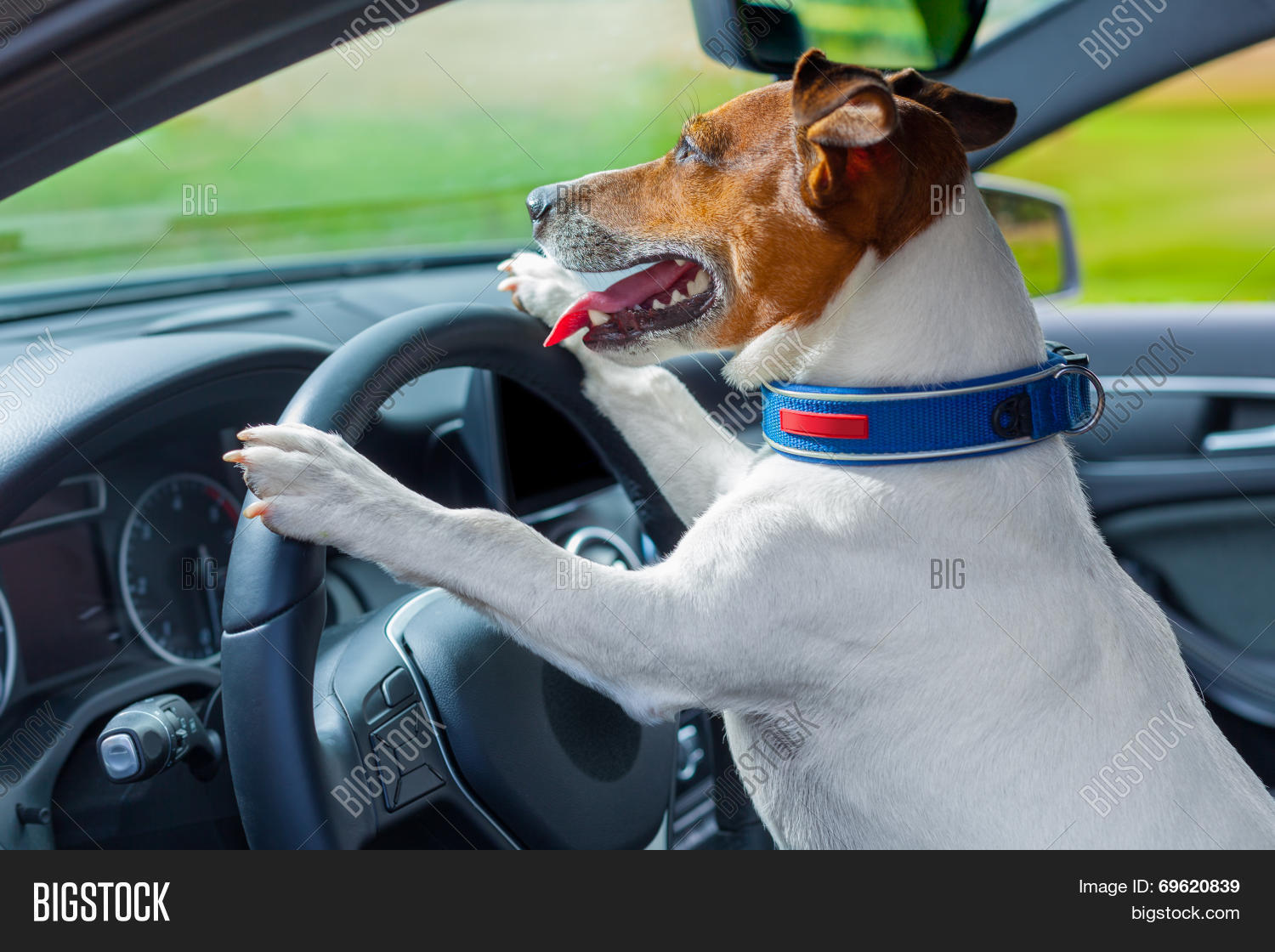 Pet in car. Собака на которой ездят. Кокер-спаниель. Собака в машине. 3 животных из машины.