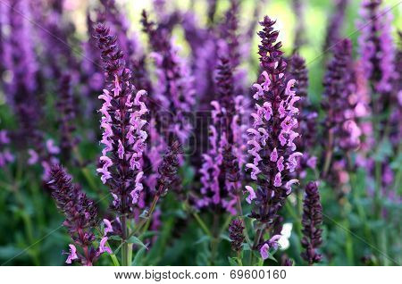 Meadow Sage