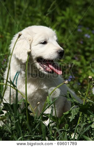 Nice Puppy Of Slovakian Chuvach In The Grass