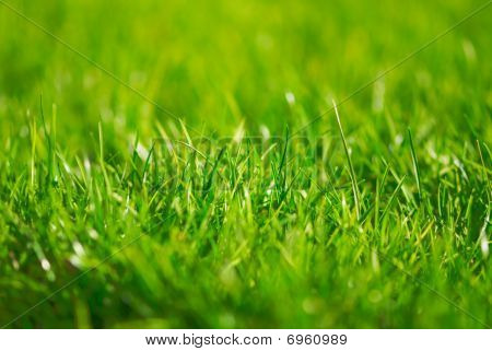 Grönt gräs