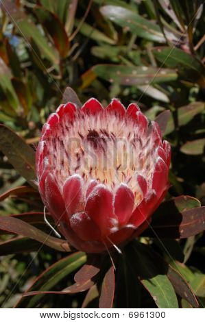 Red King Protea blomst