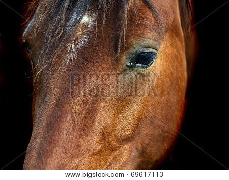 Horse