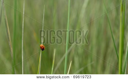 Ladybird Sunning Itself