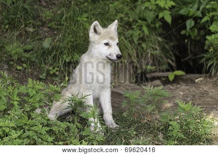 A single Arctic Wolf cub