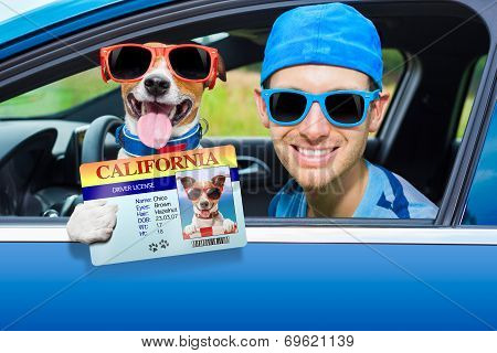 Dog Car Window