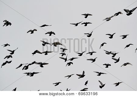 Steepe birds